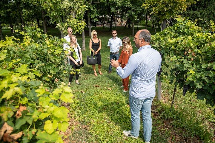 Tour y Degustación de Vinos Orgánicos en Lazise