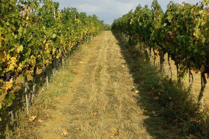 San Gimignano en Chianti-tour
