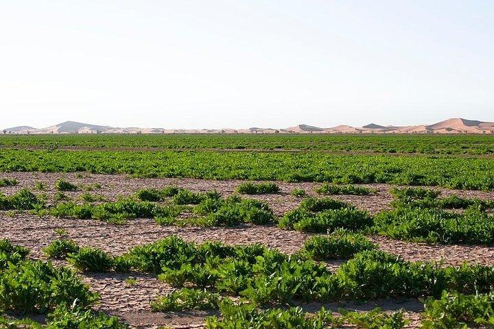 3-dages tur i Marrakech Chigaga ørkenen