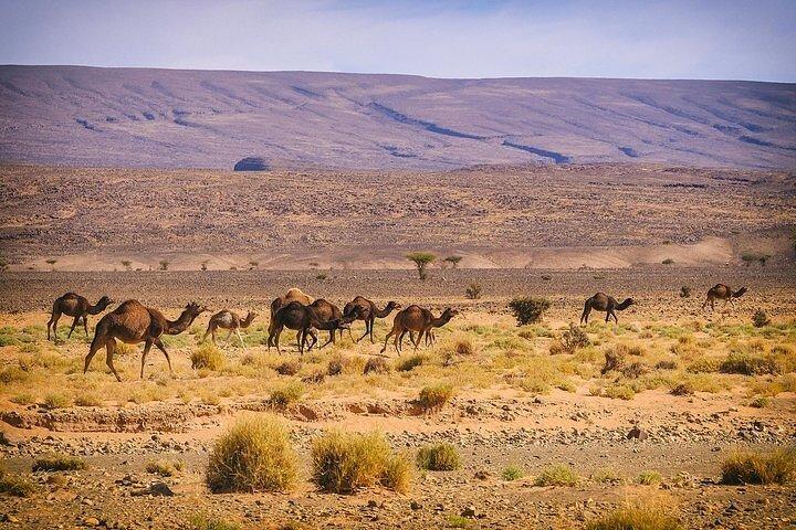 3-dages tur i Marrakech Chigaga ørkenen