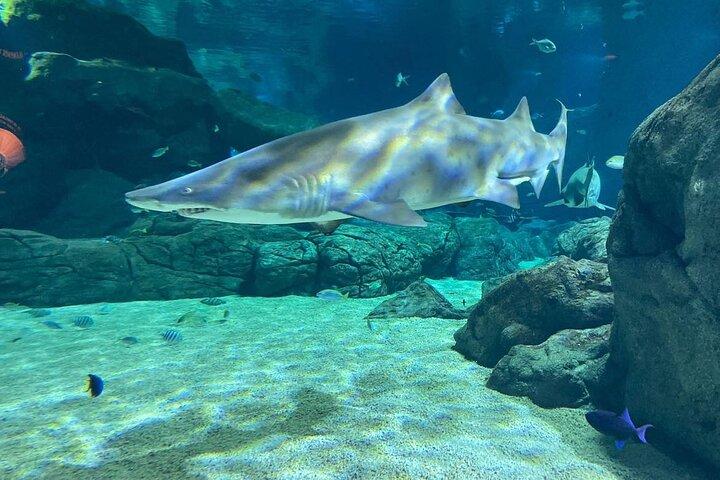 Snorkeling con le tartarughe giganti, l'Odyseo Aquarium e Port Louis