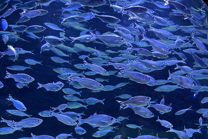 巨大なカメとシュノーケリング、オディセオ水族館、ポートルイス