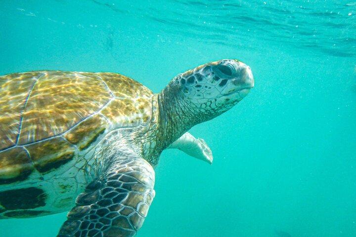 巨大なカメとシュノーケリング、オディセオ水族館、ポートルイス