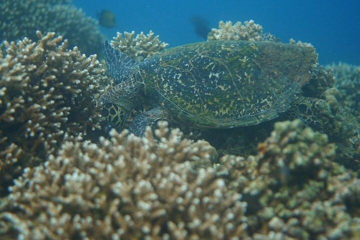マニラ発バタンガスへのシュノーケリング日帰り旅行（送迎付き）