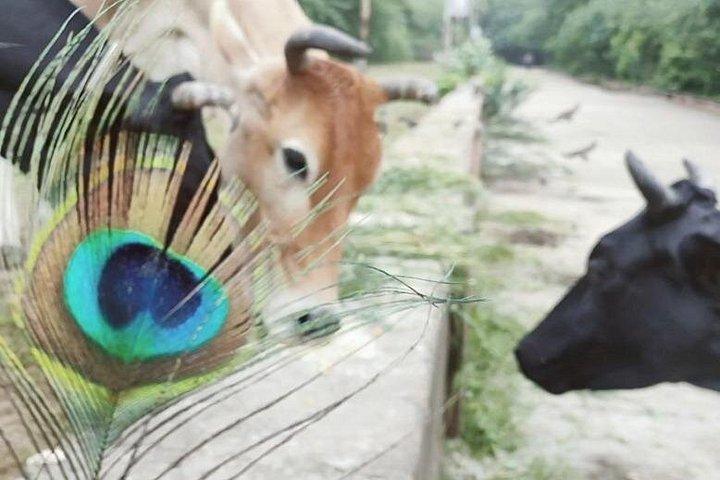 カルマ ヨガと瞑想
