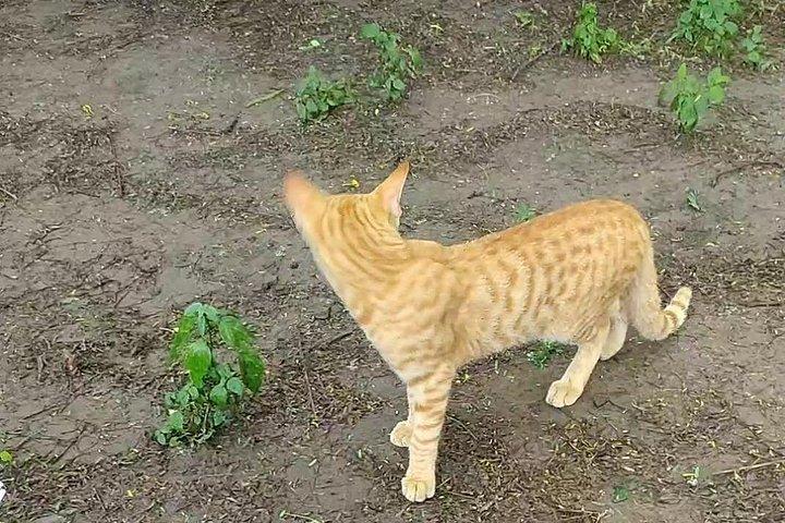 カルマ ヨガと瞑想