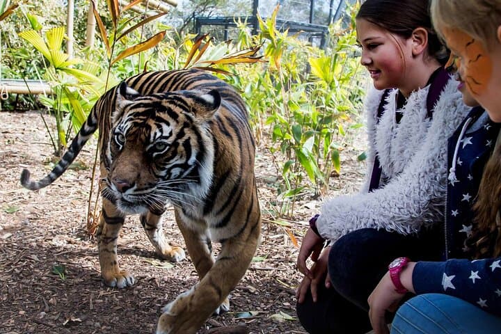 Taronga Zoo + Ferry Return Ticket