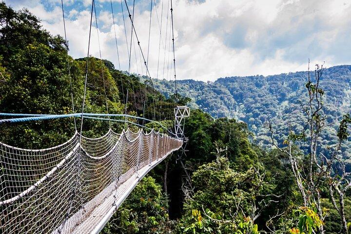 Trekking di 3 giorni con scimpanzé Nyungwe e passeggiata a piedi Canopy Way