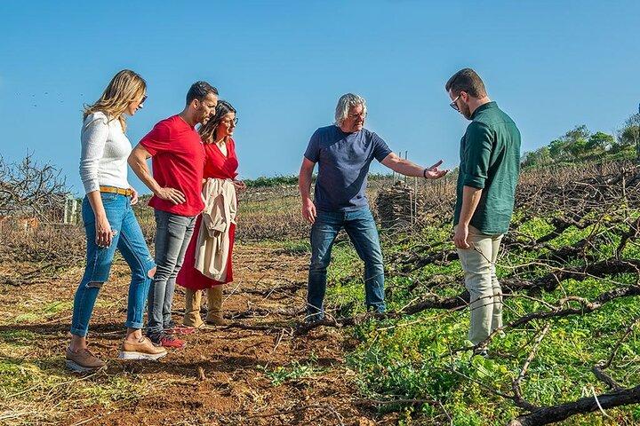 Visite de la cave de Tenerife Bodegas Monje avec dégustation de vin et de fromage