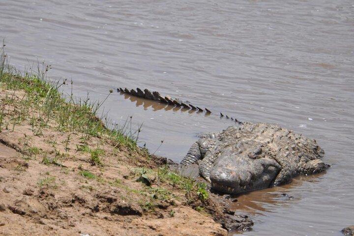 4 días de safari en el lago Nakuru y Masai Mara