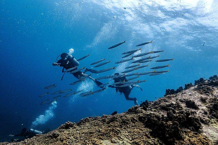 Basic Diver (eintägige Erfahrung)