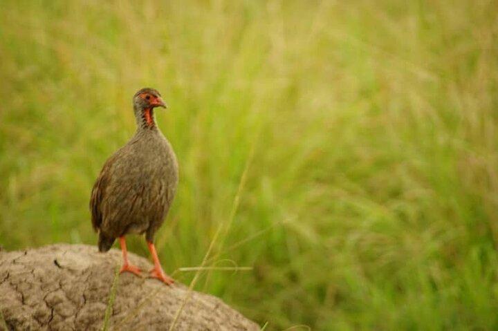 Safari privado de 3 dias para o Parque Nacional Queen Elizabeth em Uganda