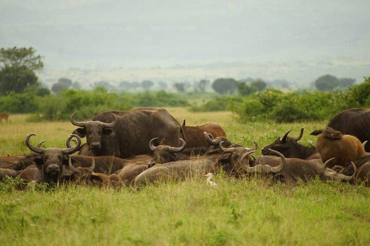 Safari privado de 3 dias para o Parque Nacional Queen Elizabeth em Uganda