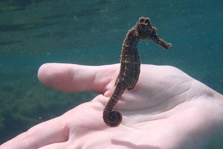 Schwimmen Sie mit Schildkröten
