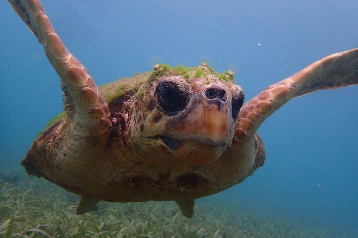 Schwimmen Sie mit Schildkröten