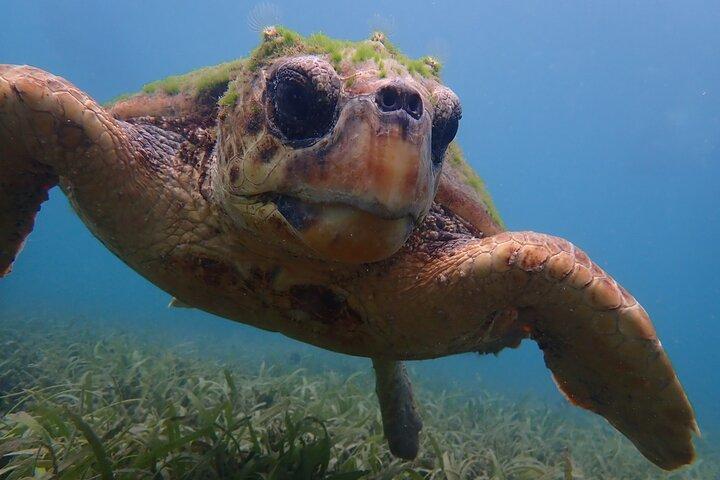 Schwimmen Sie mit Schildkröten