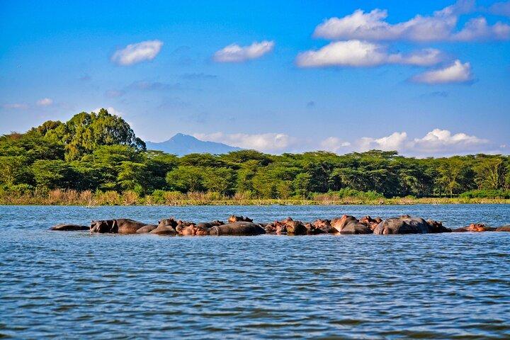 Safari Masaï Mara, L Naivasha et L Nakuru de 4 jours