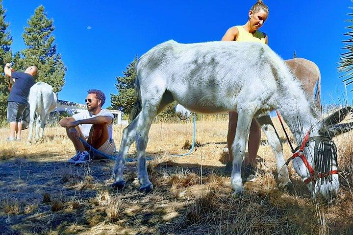 Visite o Santuário e Caminhe com os Burros e Compartilhe Seu Amor