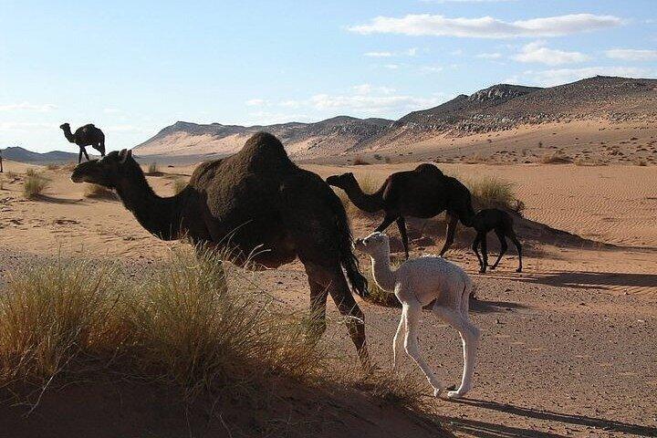 ラクダ・トレックで行くマラケシュからメルズーガまでのサハラ砂漠3日間
