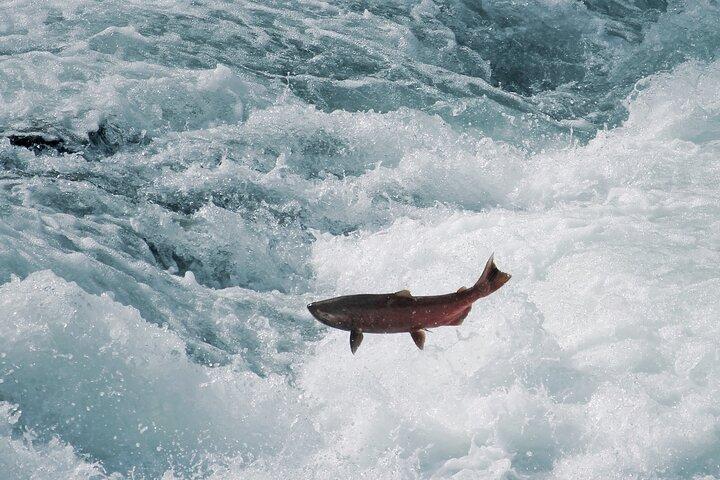 Jasper's Fraser River: Class 3+ Whitewater Rafting Adventure