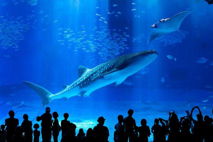 Okinawa HIP-HOP BUS B-2 Course Tour (Okinawa Churaumi Aquarium)
