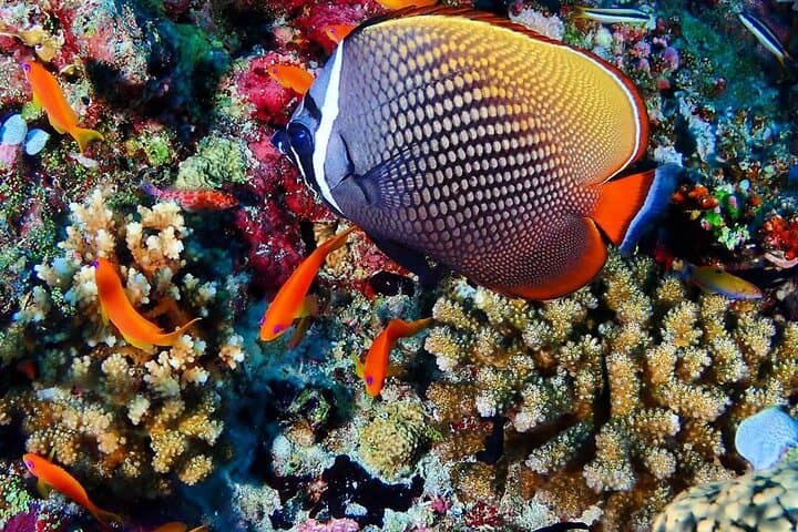 Mnemba Snorkeling, Kuza Cave, Salaam Cave, The Rock Restaurant