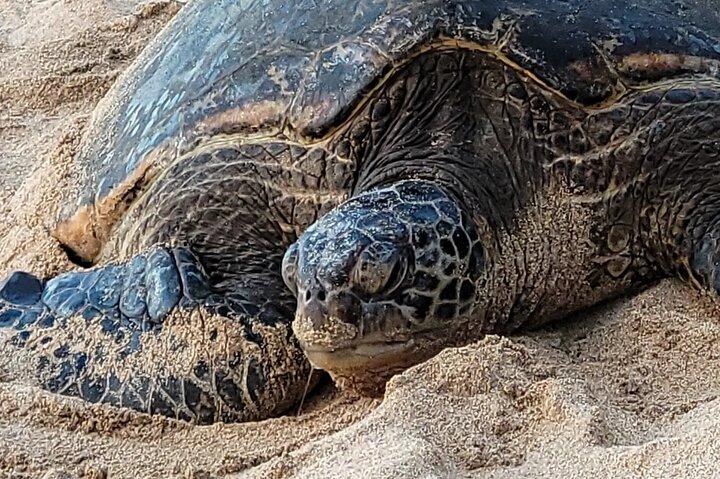 マウイ島唯一のクリアボトム カヤック レンタル (タンデム カヤックの料金)