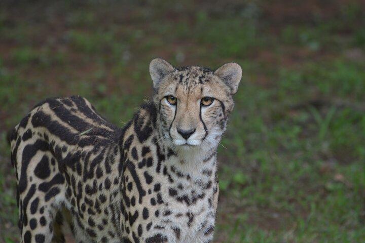 Ann Van Dyk Cheetah Centre an exciting conservation project!