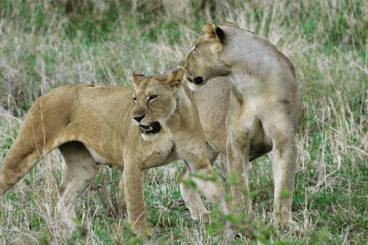 Wildsafari Tanzania