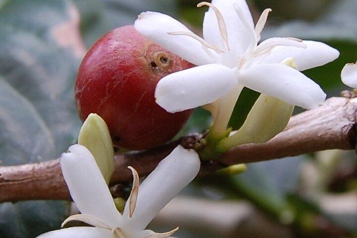 La Fortuna Guided Chocolate And Coffee Tour