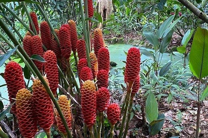 La Fortuna Guided Chocolate And Coffee Tour