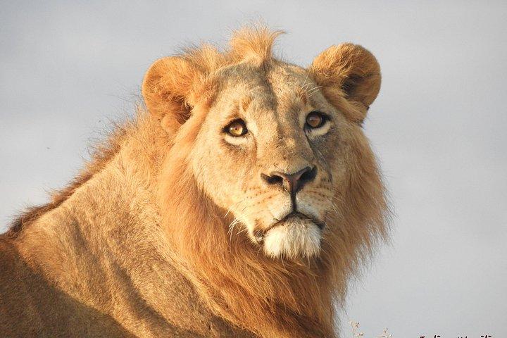 Aventura privada: Nairobi park, Centro de elefantes y jirafas