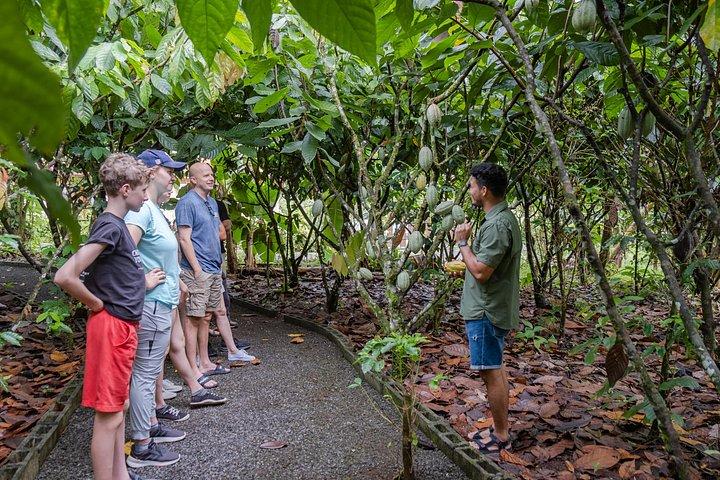 Authentic Coffee and Chocolate Tour at North Fields
