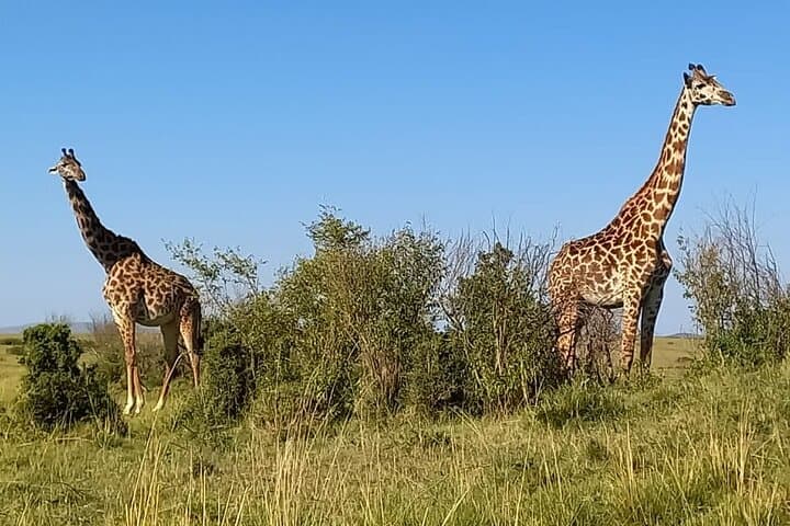 Nairobi National park sun rise game drive with pickup & drop-off