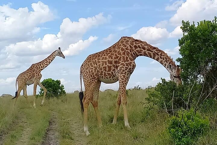 Nairobi National park sun rise game drive with pickup & drop-off
