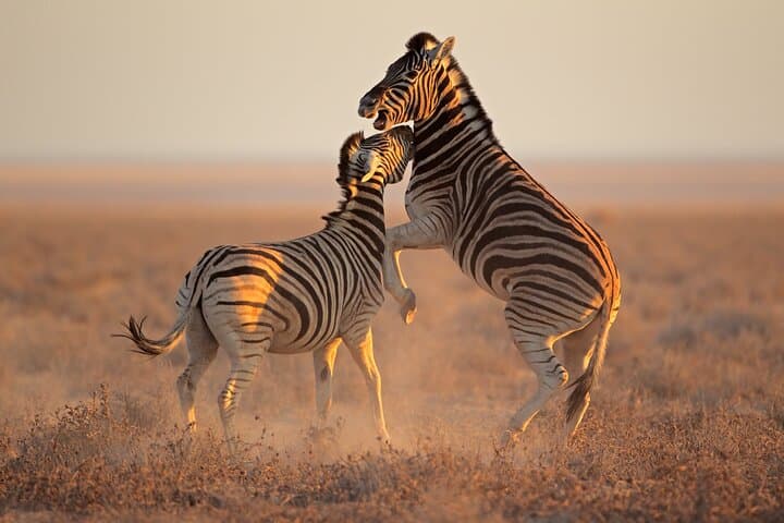 Horseback Safari and Wine Tasting Private Guided Tour
