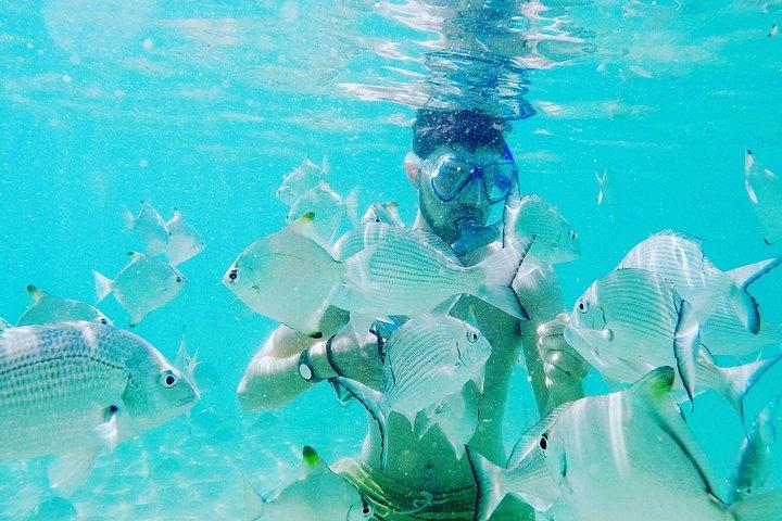 Snorkelling, Kayaking & Fish Feeding Adventure