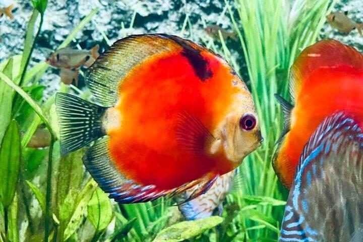 Tour di mezza giornata della fauna selvatica e dell'acquario di Angkor