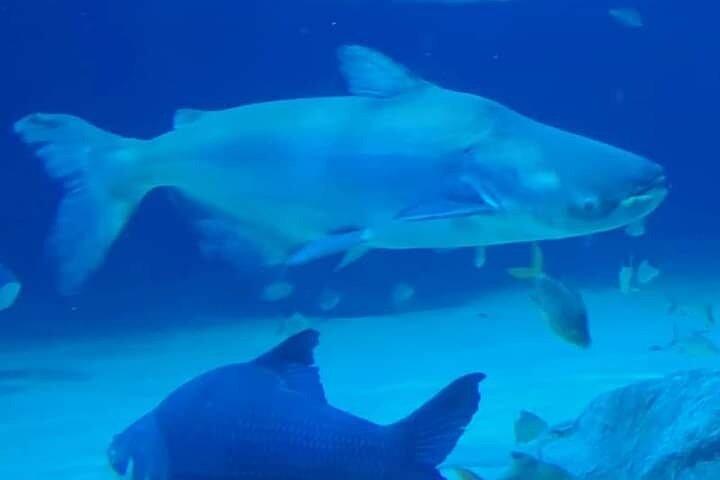 Angkor Wildlife & Aquarium Halvdagstur