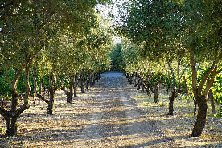 Prova de Vinhos em Frascati from Rome