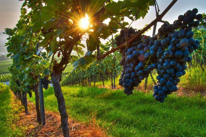 Prova de Vinhos em Frascati from Rome