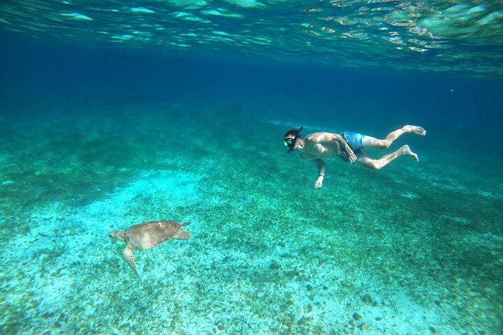 Snorkeltur til Cozumel Turtle Sanctuary