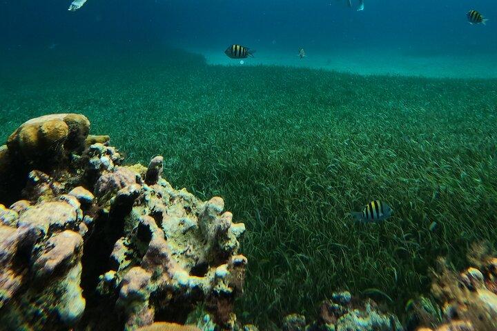 Snorkeltur til Cozumel Turtle Sanctuary