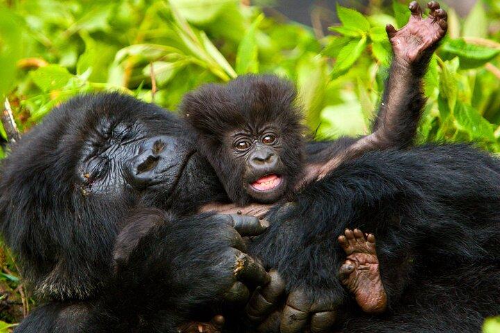 Trekking de gorila de 4 dias e macacos dourados