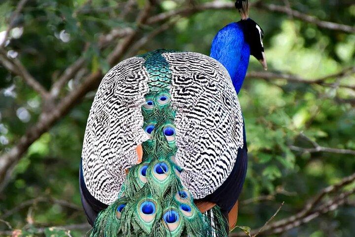 プライベートツアー：ウダワラウェ国立公園サファリ
