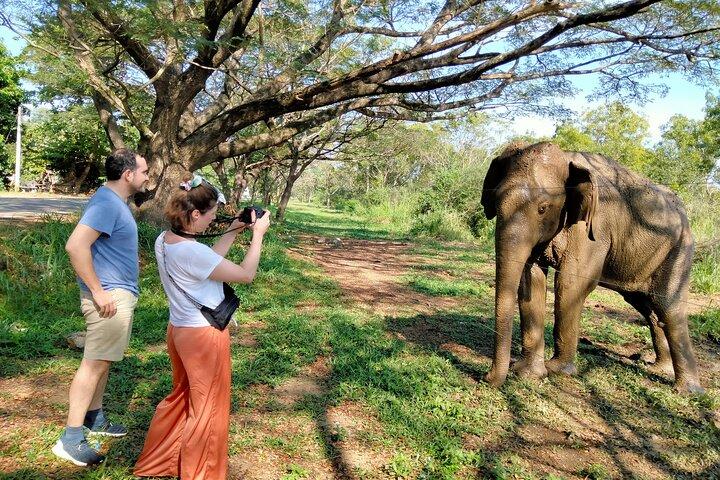 Udawalawe National Park Safari med rejser Mirissa/ Weligama til Ella
