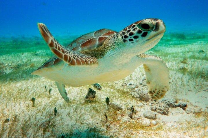 Turtle Swim & Tulum Rovine! Con Cenote di Playa del Carmen