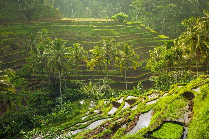 Ubud waterfall, rice terraces, and swing explore