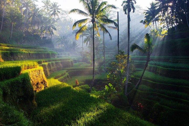 Ubud waterfall, rice terraces, and swing explore