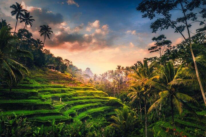 Cascada de Ubud, terrazas de arroz y exploración de columpios.